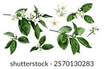 Spring branches. Flowering tree branches. Small white flowers. Citrus plants. Orange blossom flowers. Watercolor illustration. Vintage clipart. Set without background