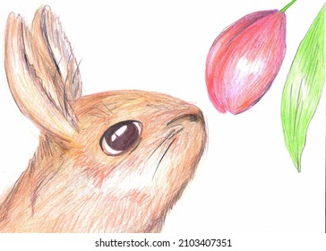 Spring bunny smelling tulip hand drawing illustration