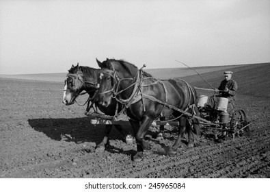 Spring Corn Planting In Jasper County, Iowa. Two Large Work Horses Pull The Farmer And His Seed Drill Across The Vast Field.