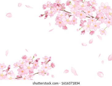 Spring flowers: cherry blossom and falling petals frame watercolor illustration