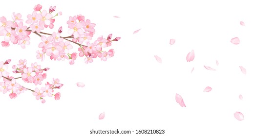 Spring flowers: cherry blossoms and falling petals background-watercolor illustration