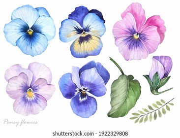 Spring flowers on a white background. Pansies set and leaves. Watercolor illustration.