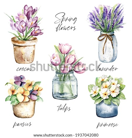 Spring flowers in pots, watercolor painting. Floral illustration isolated on white. Perfectly for stickers, poster, greeting design.
