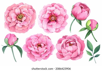 Spring Flowers Set. Pink Peonies On A White Background. Watercolor Illustration.