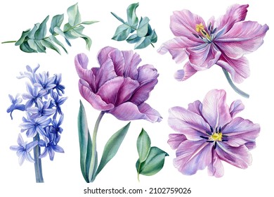 Spring Flowers Tulip, Eucalyptus, Hyacinth. Watercolor Botanical Painting On White Background.