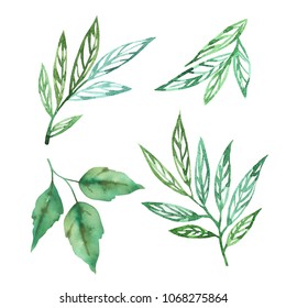 Watercolor Set Tea Leaves On White Stock Illustration 378761308