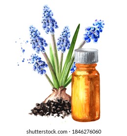 Spring Muscari Flower And Essential Oil Bottle. Hand Drawn Watercolor Illustration, Isolated On White Background