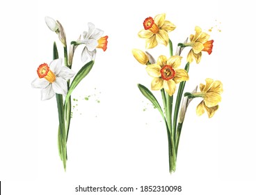 Spring Narcissus flower. Hand drawn watercolor illustration, isolated on white background .tif