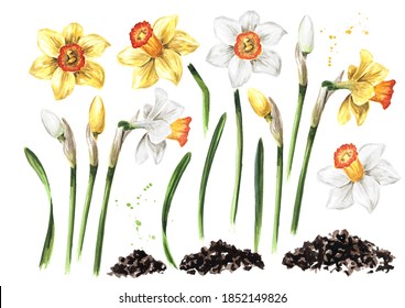 Spring Narcissus flowers elements set. Hand drawn watercolor illustration, isolated on white background .tif