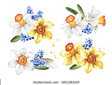 Spring Narcissus and muscari flowers set. Hand drawn watercolor illustration, isolated on white background