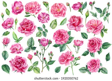Spring set beautiful flowers  Roses  buds   leaves white background  watercolor painting  floral elements