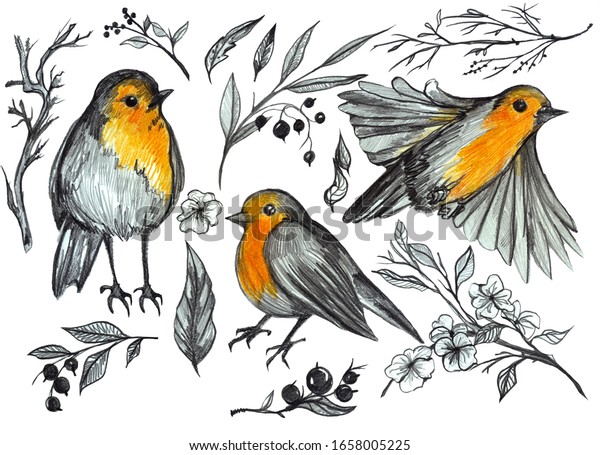 白い背景に鳥 葉 花 枝 ベリーを描く手描きの春のセット ペンシルの描くロビン鳥 はがきに最適なかわいいセット のイラスト素材