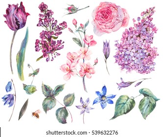 Spring Set vintage watercolor bouquet of pink roses, leaves, blooming branches of peach, lilacs, tulips, scilla, watercolor botanical illustration isolated on white background.