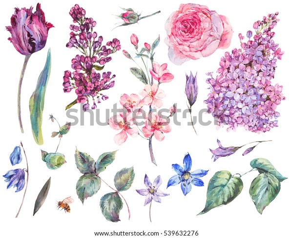 白い背景に春のセットビンテージ水彩のバラ 葉 桃の花の枝 ララック チューリップ シラ 水彩植物イラスト のイラスト素材
