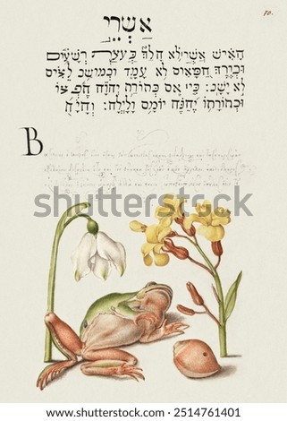 Spring Snowflake, Tree Frog, Wallflower, and Marine Mollusk from Mira Calligraphiae Monumenta or The Model Book of Calligraphy (1561–1596) by Georg Bocskay and Joris Hoefnagel.