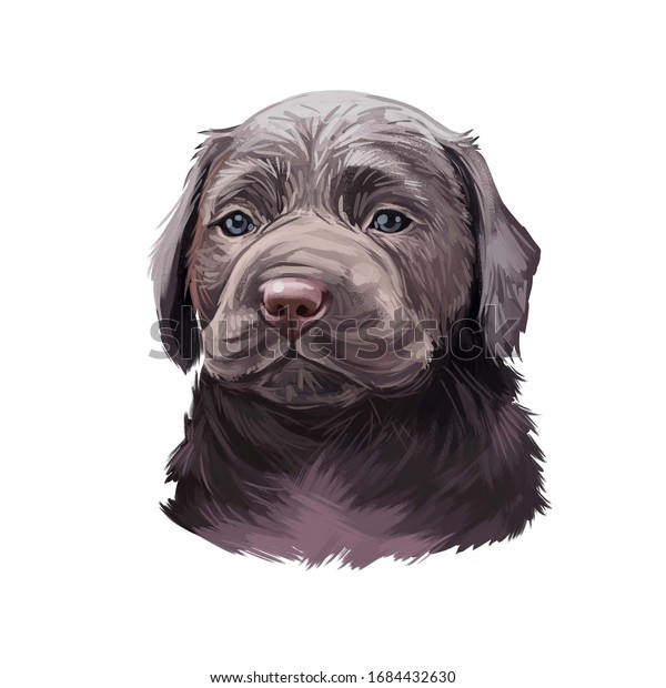 白い背景にかわいい犬の鼻輪を描いたスプリングアドルの子犬のデジタルアートイラスト クロスブリードのスプリンガースパニエルとラブラドールレトリーバー 黒い 犬の動物のポートレート 黒い毛むくじゃらの子犬 ペディエドドゴ のイラスト素材