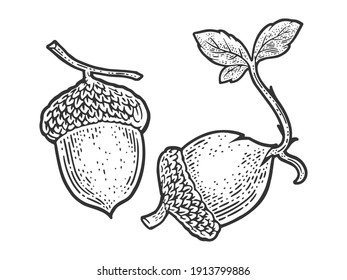 sprouted acorn sketch engraving raster illustration. T-shirt apparel print design. Scratch board imitation. Black and white hand drawn image.