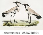 Spur Winged Plover, Male and Female (1830-1834) by John Edward Gray. Birds illustration. Vintage birds animal art drawing illustration, old painting art print of animal birds.