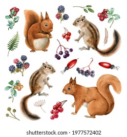 Squirrel, chipmunk wildlife watercolor set. Hand drawn squirrel and chipmunk, elderberry, red berries forest collection. Realistic wild nature element set. Funny animal woodland harvest elements