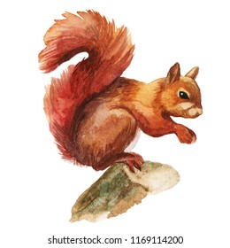 Squirrel isolated on a white background, watercolor