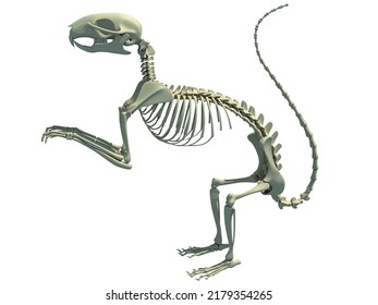 137 Squirrel Skeleton Images, Stock Photos & Vectors Shutterstock