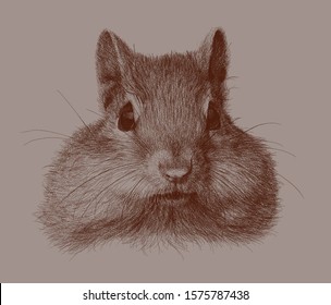 Squirrel Sketch Illustration Ink Black White Stock Illustration ...