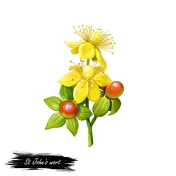 St John's Wort Herb Isolated Digital Art Illustration. Hypericum Perforatum, Perforate St John's-wort, Flowering Plant. Herb With Adverse Effect, Medical Remedy, Yellow Flowers And Berries