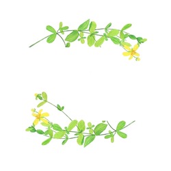 St Johns Wort Plant Banner Isolated On White Background. Watercolor Hand Drawn Illustration. Yellow Flower Of Hypericum Perforatum.