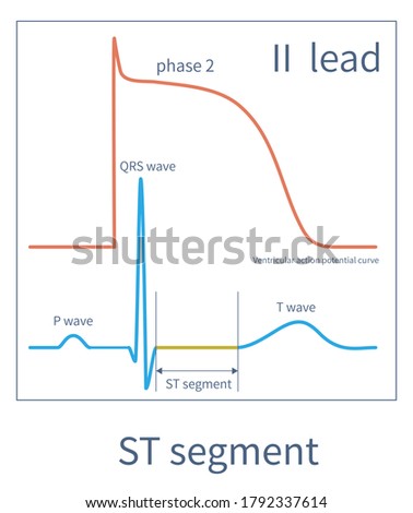 The ST segment of the ECG is equivalent to the second phase of the ventricular muscle action potential curve, usually located on the isoelectric line.