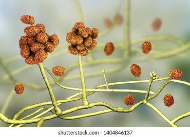 33 Stachybotrys atra Images, Stock Photos & Vectors | Shutterstock