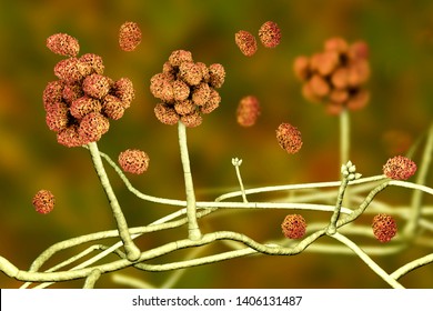 Stachybotrys Chartarum Mould Toxic Mould Common Stock Illustration ...