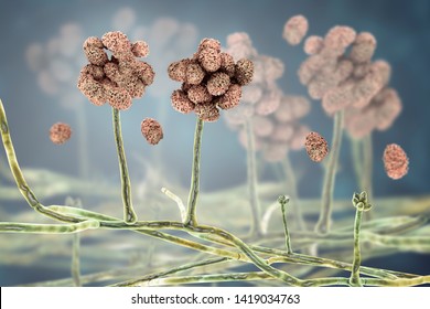 Stachybotrys Chartarum Mould Toxic Mould Common Stock Illustration ...