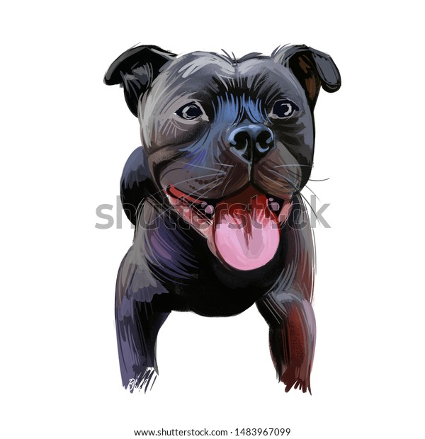 Staffordshire Bull Terrier Staffie Breed Shorthaired Stock