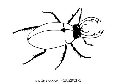 Stag Beetle Hand Drawing Out Line Stock Illustration 1872292171 