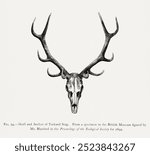 Stag skull black drawing. The Great and Small Game of India, Burma, Tibet. Vintage black illustration of stag skull, Vintage deer antler art drawing illustration, black stag skull and deer antler art