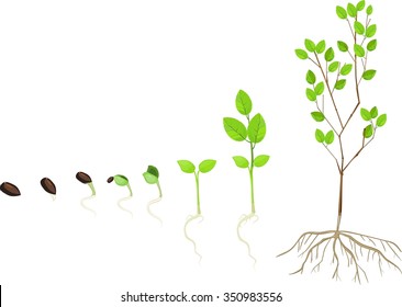 Process Seed Growing Clipart Image Isolated Stock Illustration 1403701184