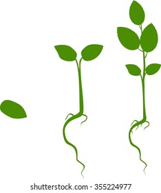 Phases Plant Growing Evolution Seed Big Stock Vector (Royalty Free ...