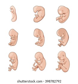 Stages Human Fetal Development Schematic Vector Stock Vector (Royalty ...