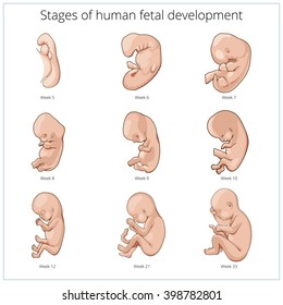 Embryo Development Human Fetus Growth Stages Stock Vector (Royalty Free ...