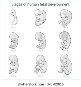 Stages Human Fetal Development Schematic Raster Stock Illustration ...