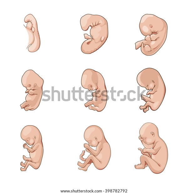 Stages Of Human Fetal Development Schematic Raster Illustration Medical Science Educational 