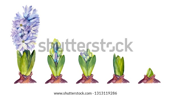 Stages Hyacinth Blooming On White Background Stock Illustration ...