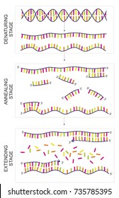 Stages Of PCR, Polymerase Chain Reaction, Method.