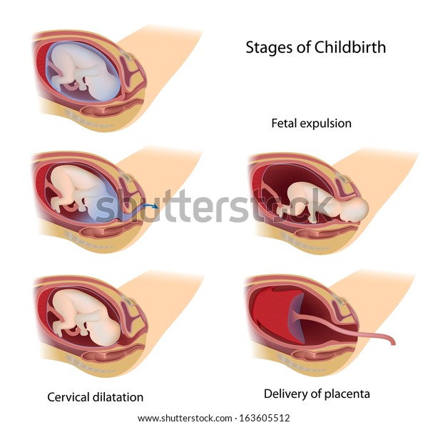 Stages of vaginal birth\
(labor)