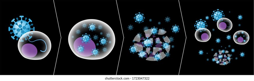 Stages Of Viral Replication Cycle In A Human Cell; Viral RNA Injection, Virus Replication And Cell Degradation By New Shedding Or Budding Viruses