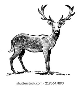 Standing Wild Deer. Ink Black And White Drawing