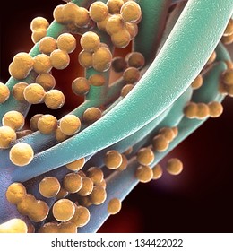 Staphylococcus (MRSA) Bacteria