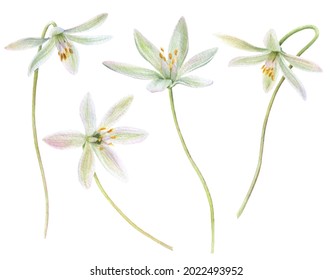 Star Of Bethlehem Flowers Set Hand Drawn In Watercolor Isolated On A White Background.  Floral Watercolor Elements.
