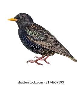 Starling (Sturnus Vulgaris), Songbird, Realistic Drawing, Illustration For Animal Encyclopedia, Isolated Image On White Background.