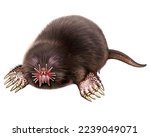 The star-nosed mole, Condylura cristata, Talpidae mammal, North American animal, realistic drawing, isolated image on white background
